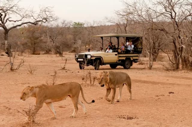 Safari vehicle on open savanna at golden hour